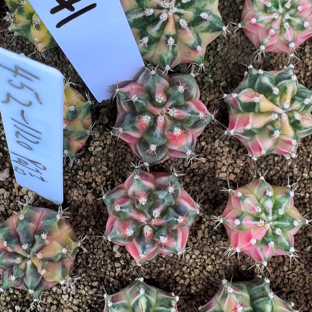 L241-1121广东发货