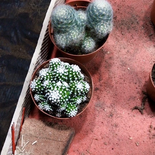 柏****)明日香几芳香丸仙人球