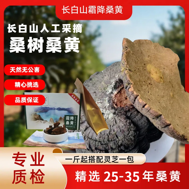 桑树桑黄高品质长白山霜降桑黄（25-35年桑黄直播间现场直播卖货