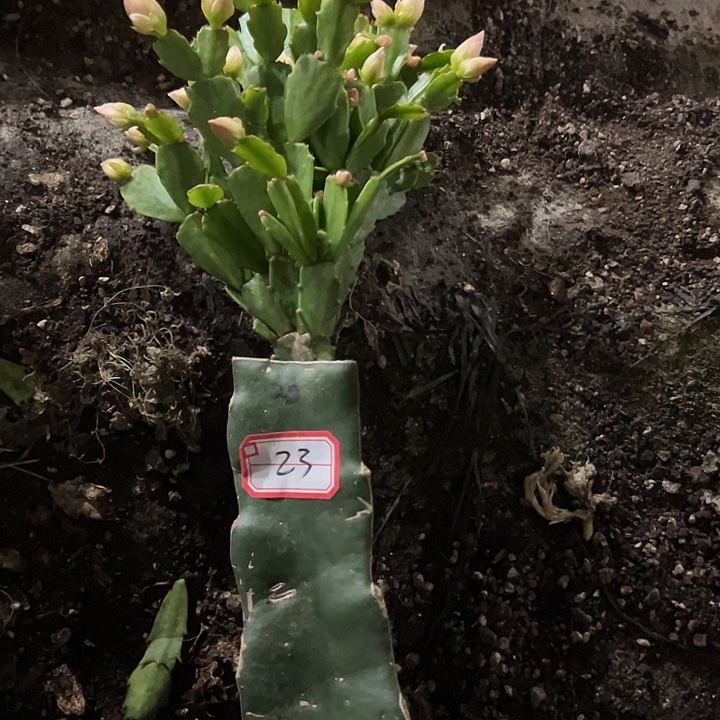 幸***儿，23号带盆028嫁接苗