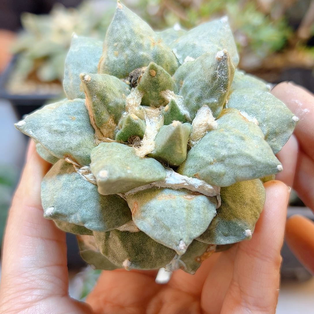 晚16号自根青瓷带怒小瑕疵7.5公分