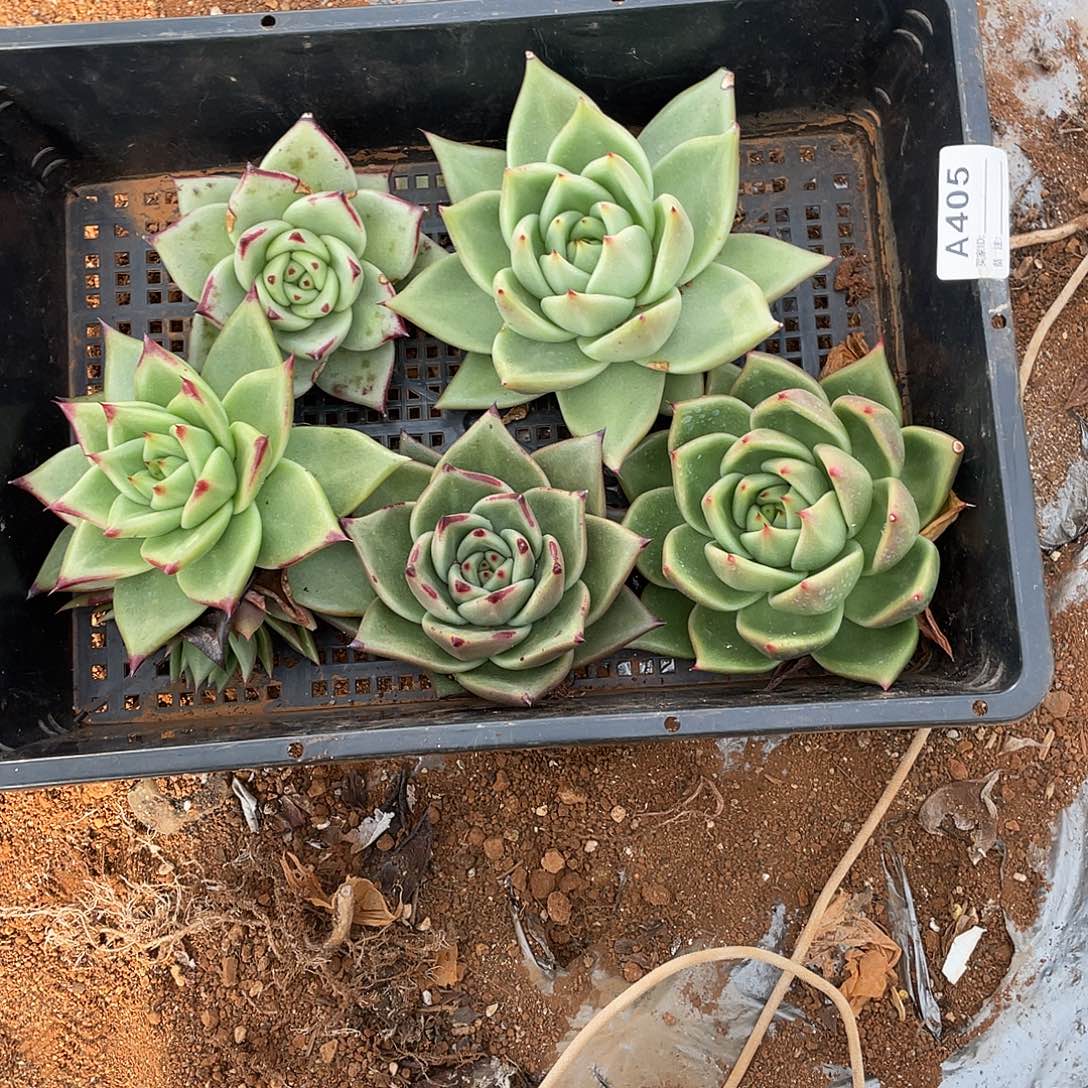 若如多云单拍A405