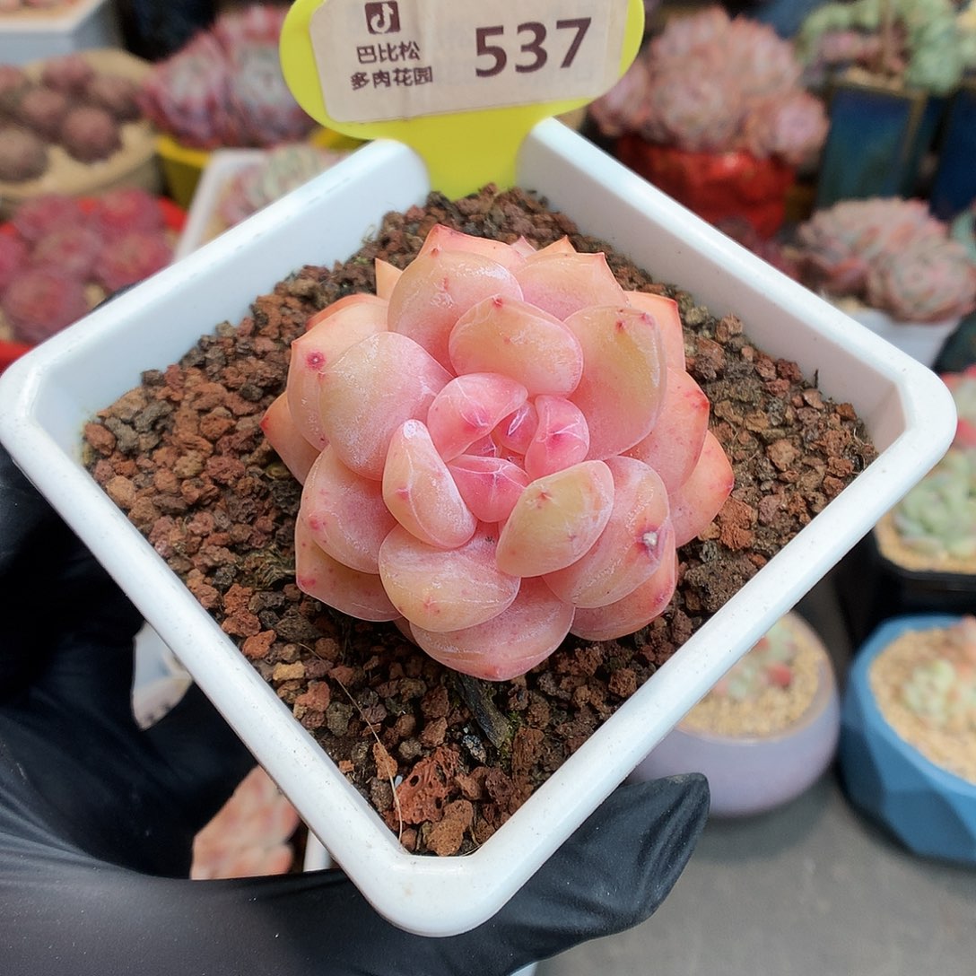 537 双头雪天使多肉