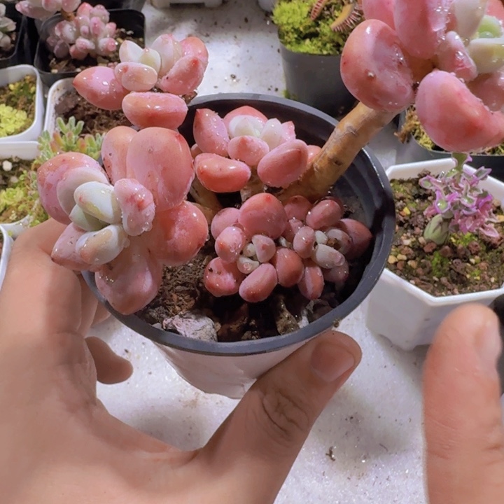 樱花洛神王炸一颗