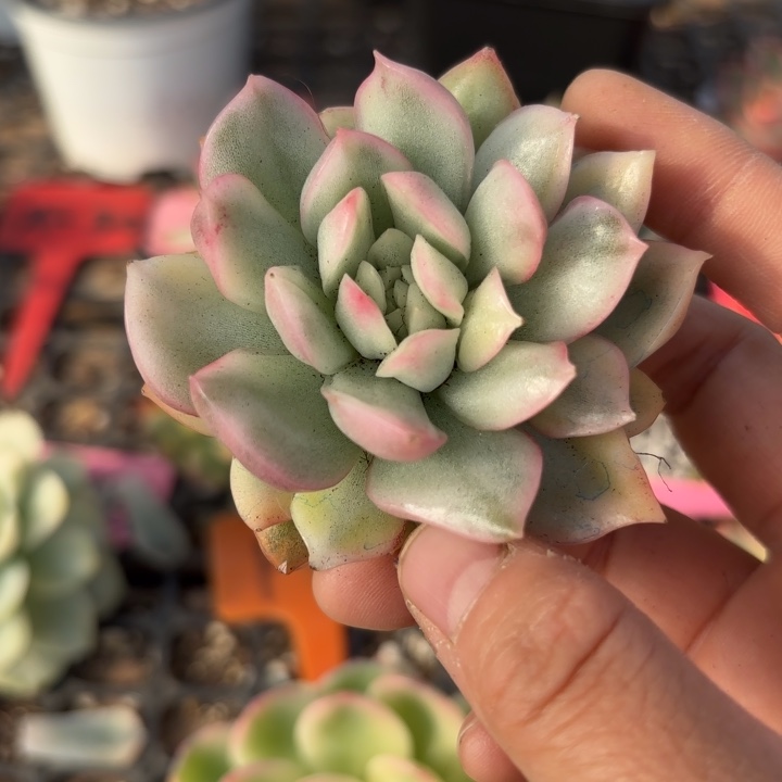 卡门锦啊多肉植物