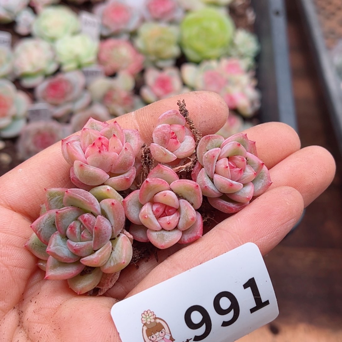 多肉植物多肉植物