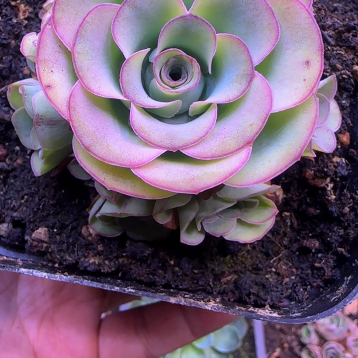 捧花7厘米1134343565683