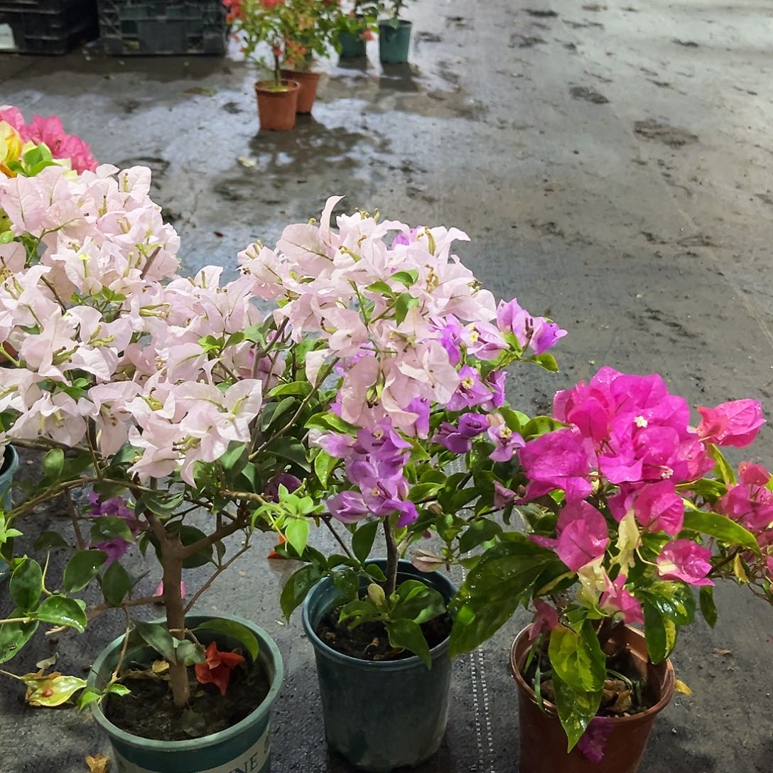 完全开放苹果花，雪紫，金心双色