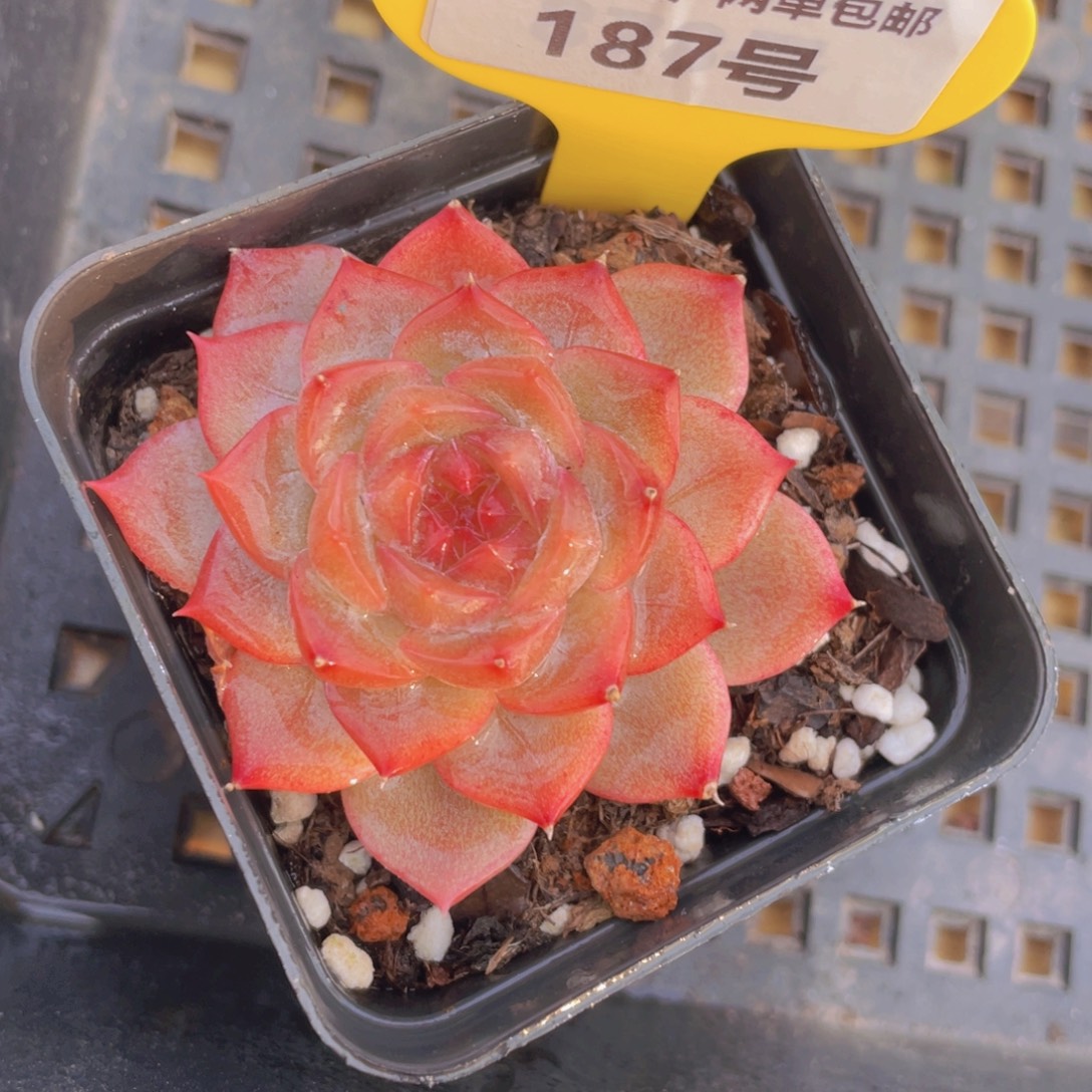 187号 玫瑰仙子单头一个