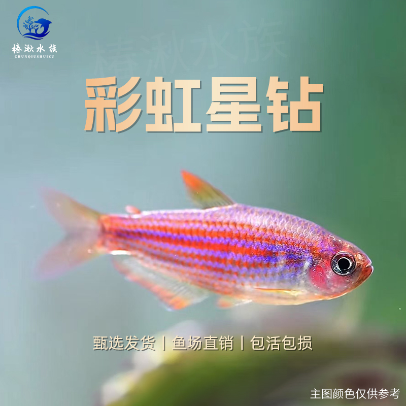 【椿湫水族】彩虹星钻灯鱼