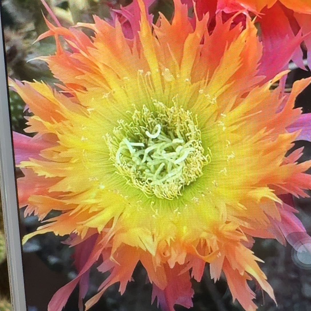 112 侧芽5公分毛花柱仙人球