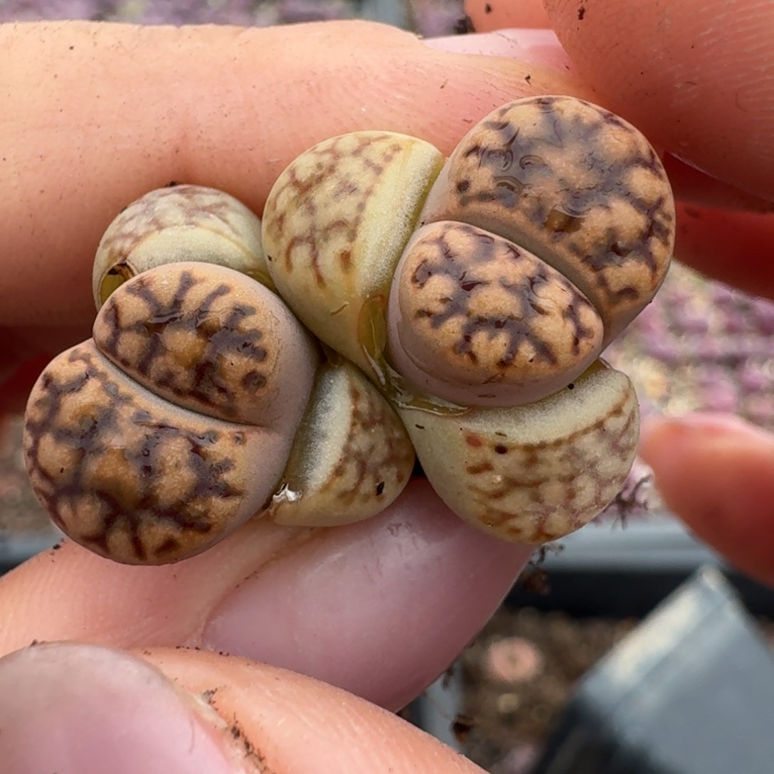 356双头00000000000