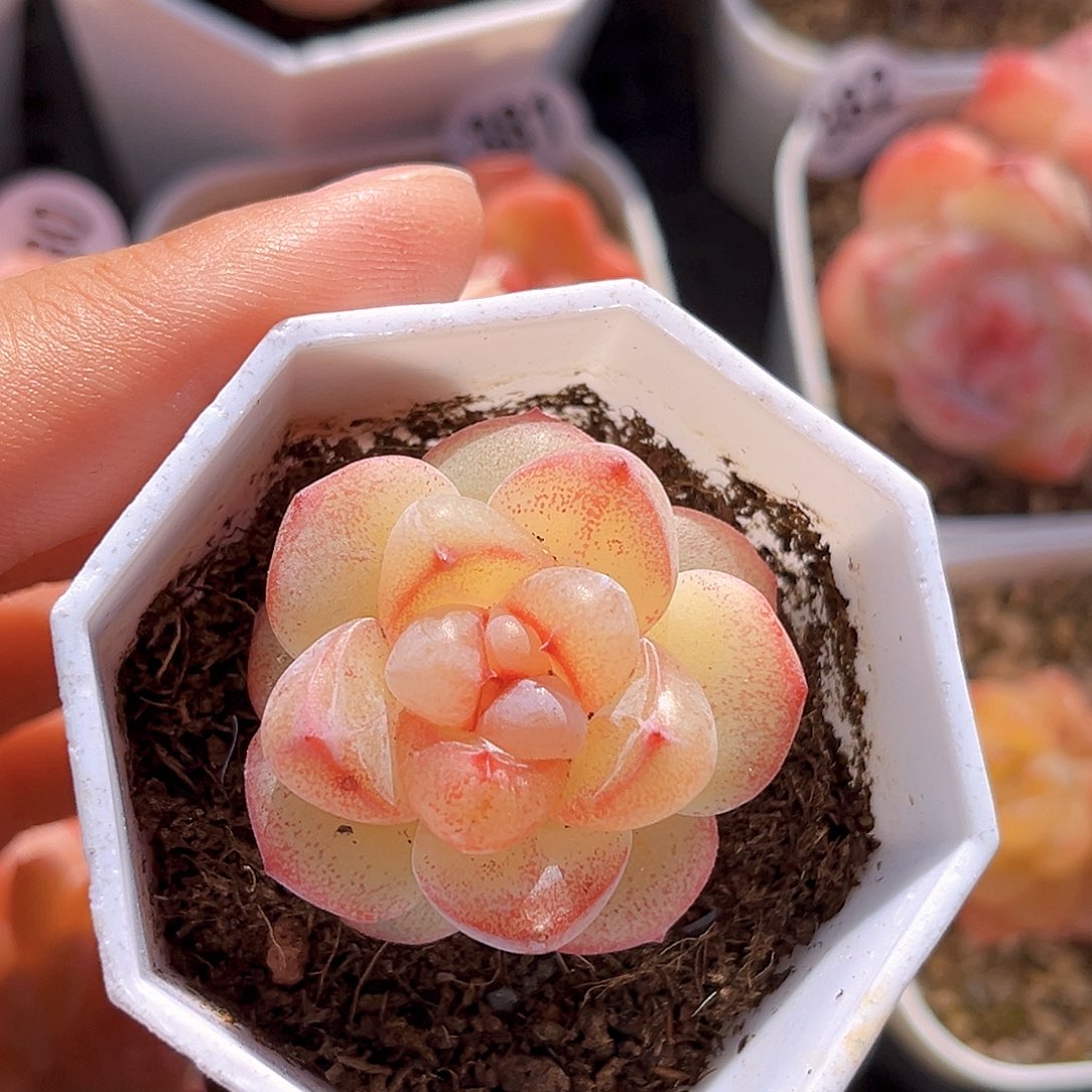 390 恶魔之眼 满18包邮