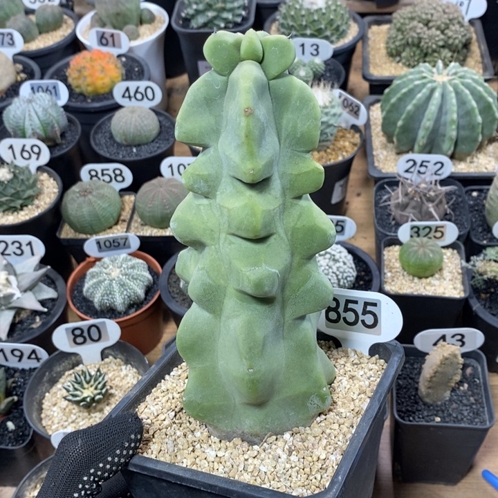 嘟**堵专拍855号上帝阁