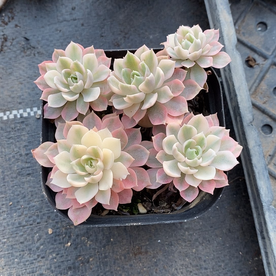 沙漠玫瑰锦老桩多肉植物