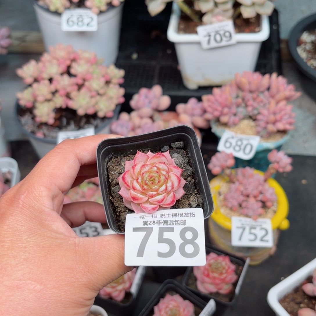 天鹅绒无盆土发货
