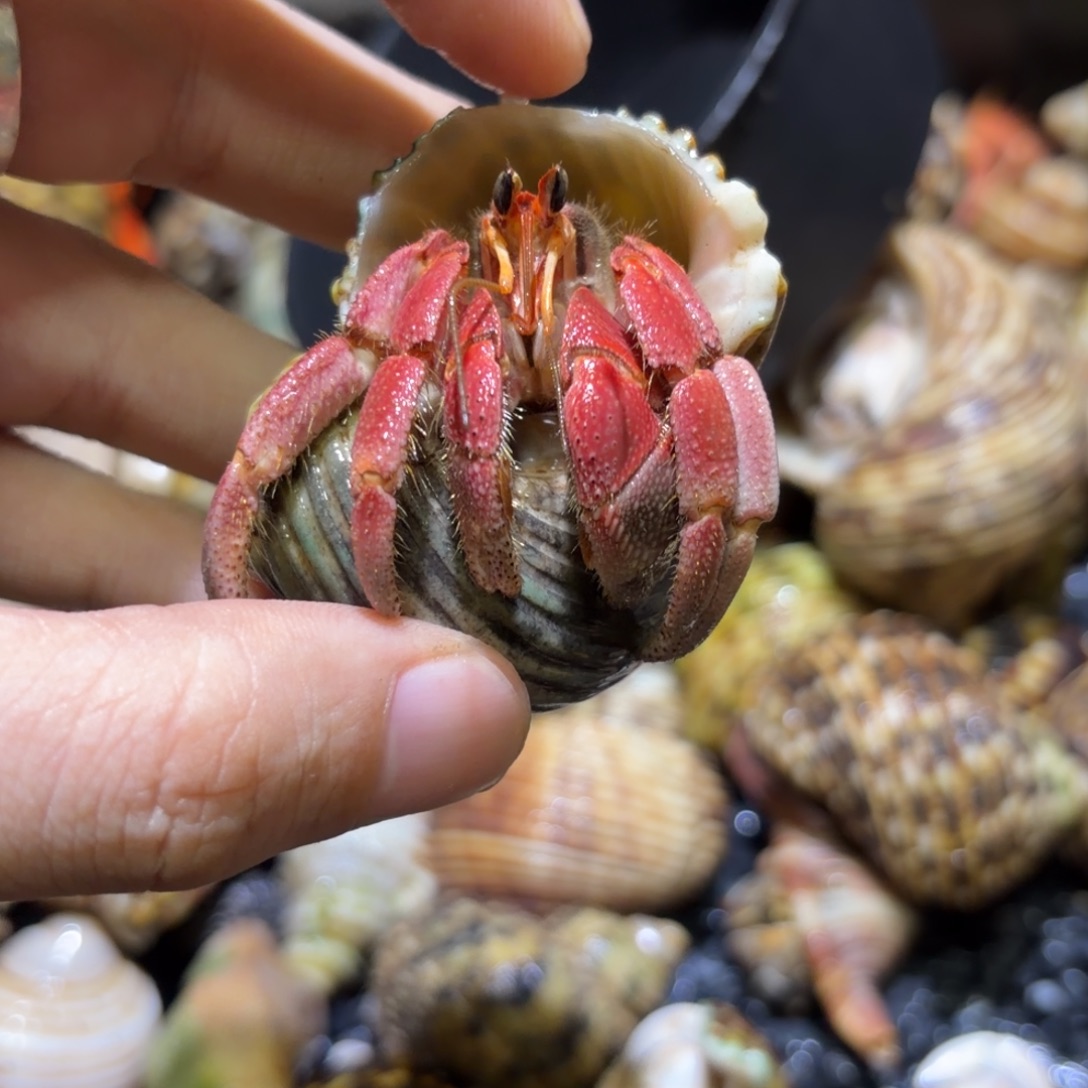 活体寄居蟹 不退不换 28