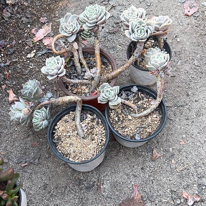 禁*婷一物一拍多肉可爱枚瑰4 盆