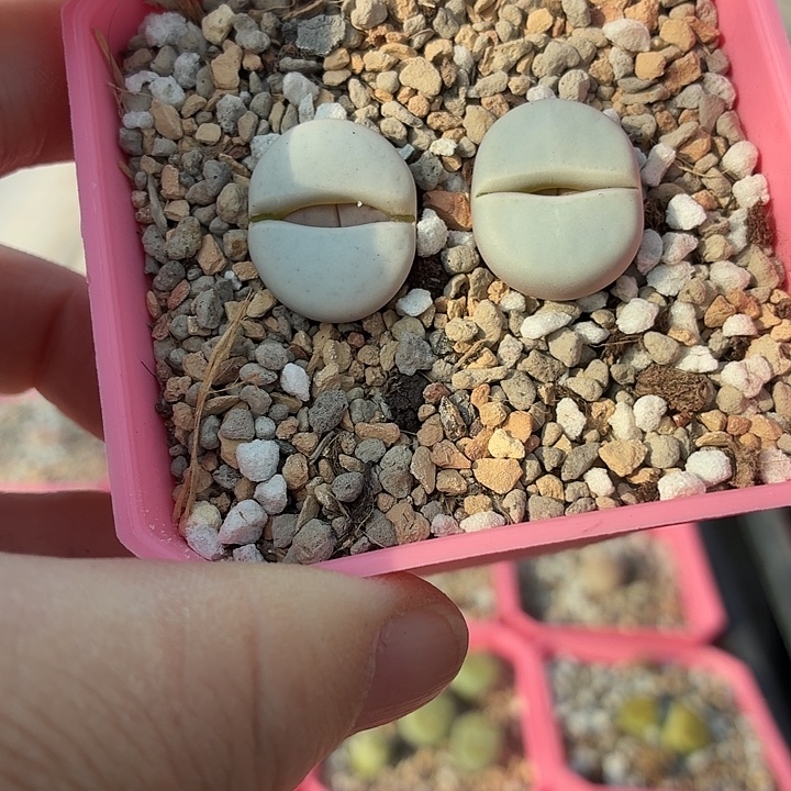 867c246白曲尺寸2.0