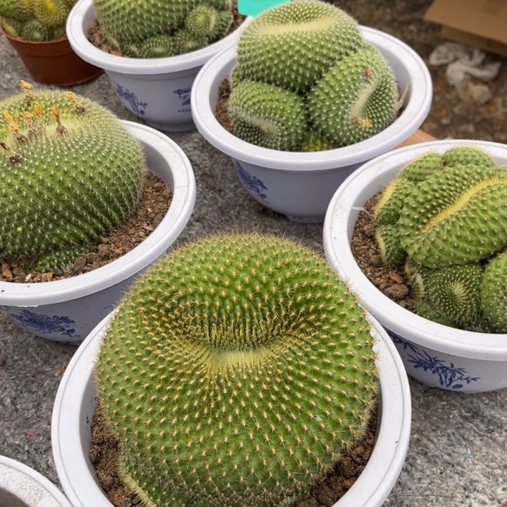 青雪光好养皮实好活