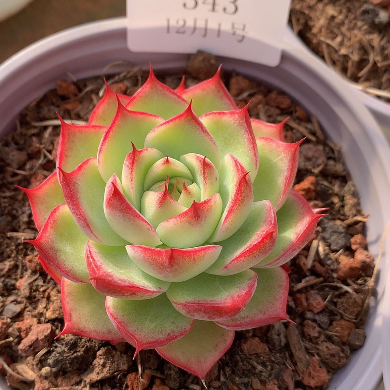 【闪购商品】云343号