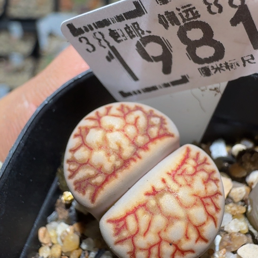 zzzz精品生石花肉锥1981锦