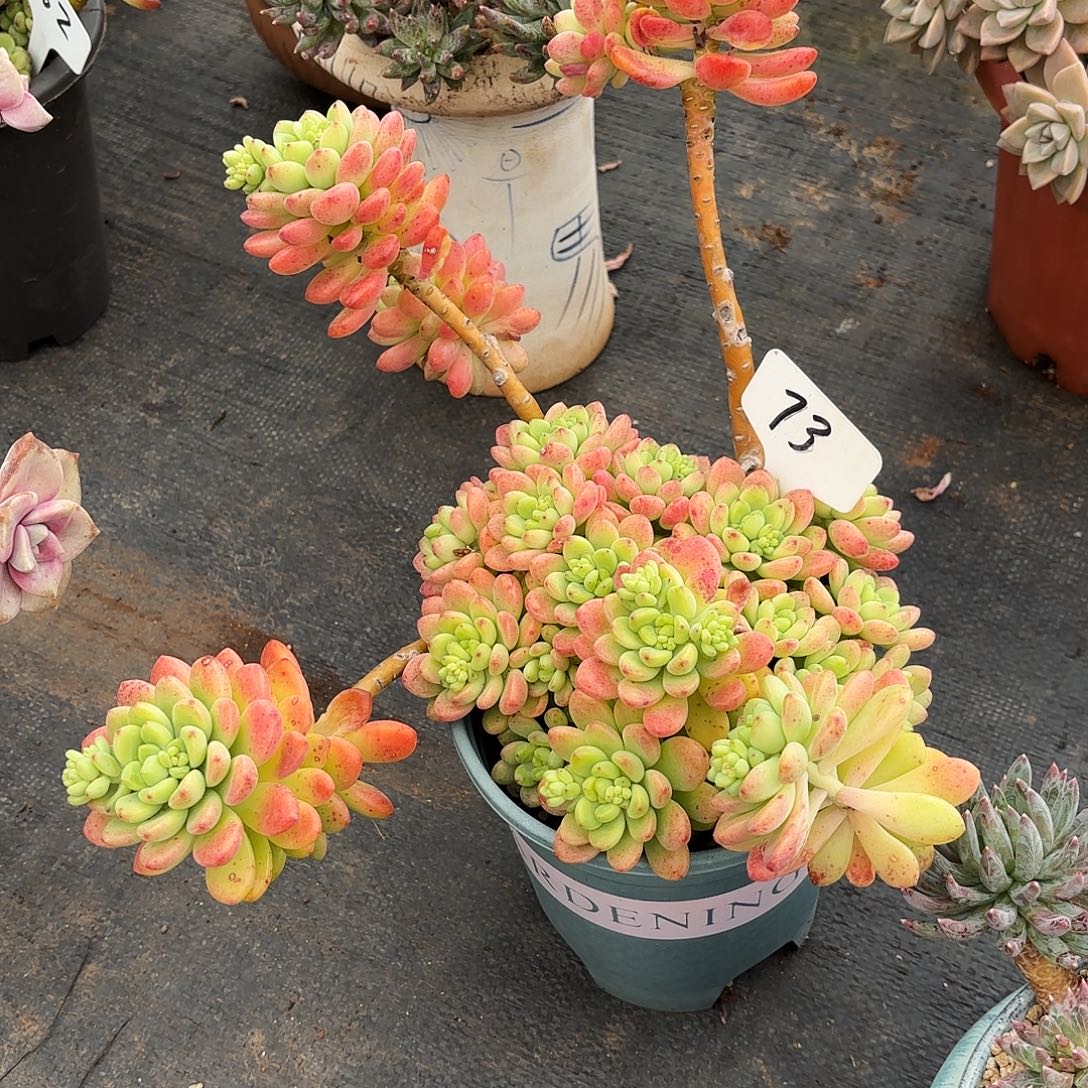 多肉植物，香格里拉73号