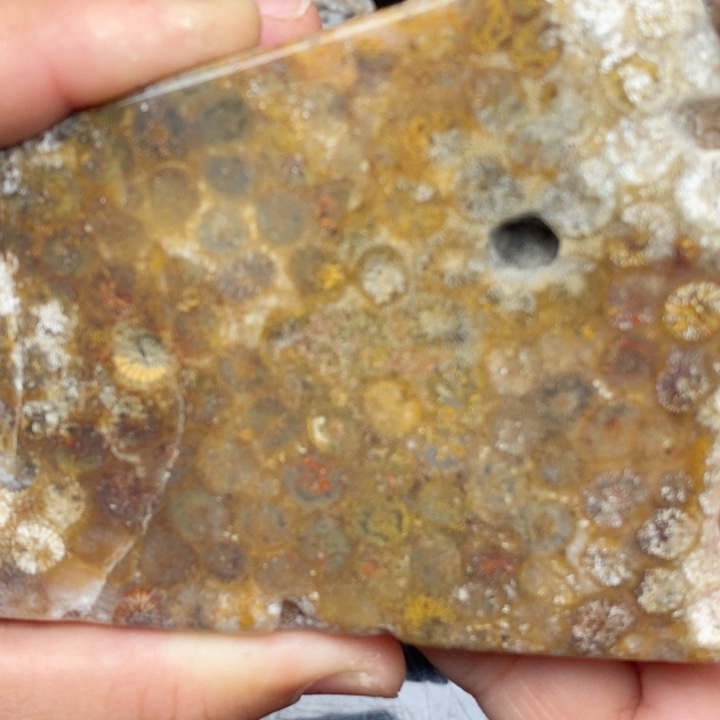 硅化珊瑚（珊瑚玉）手镯未镶嵌