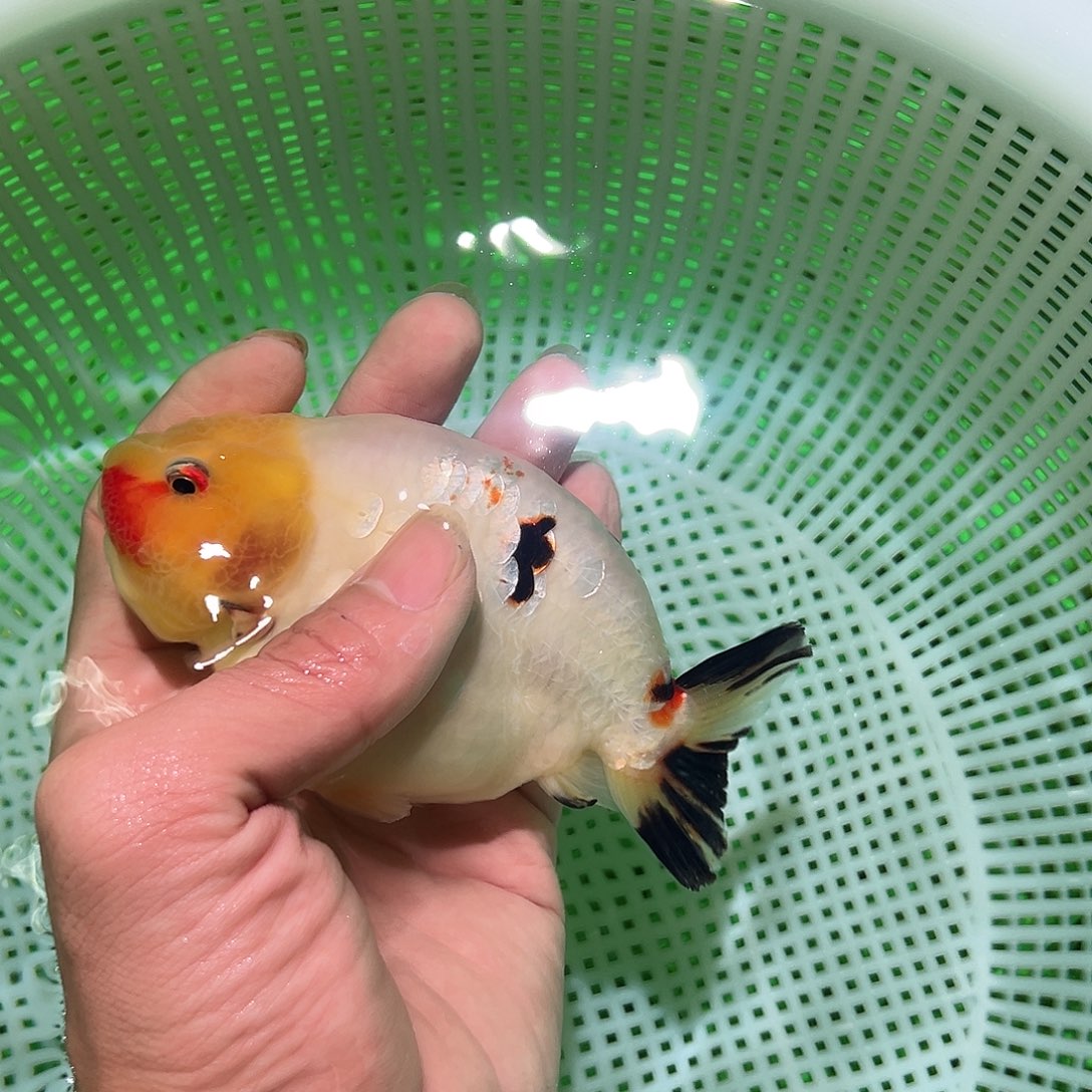 金鱼金鱼福利多多期待