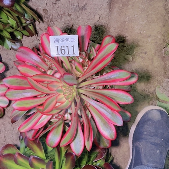 611香奈儿多肉植物