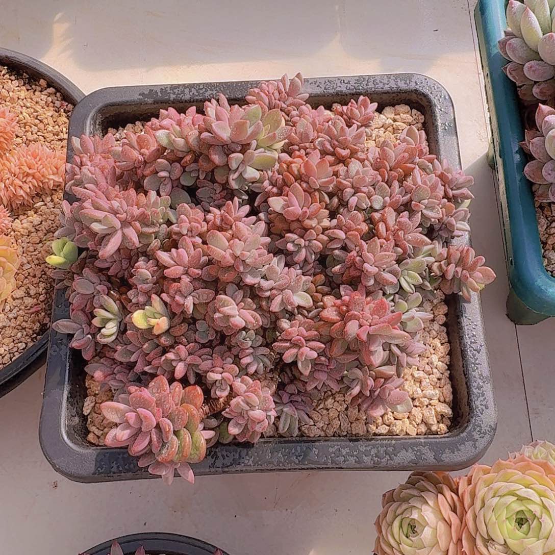 葛****2801紫心多肉植物