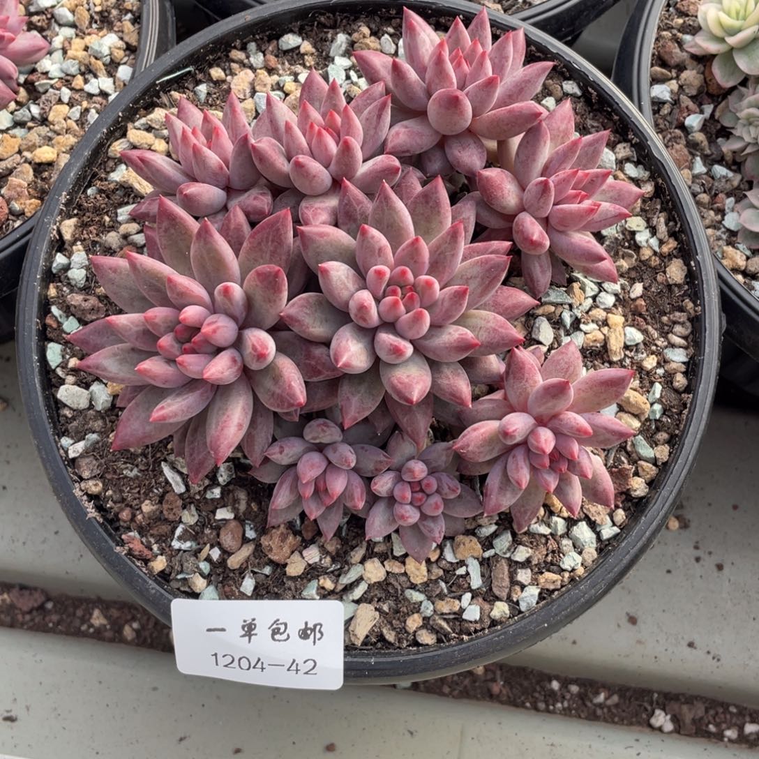 1204-42-虞美人，。，，，，，，