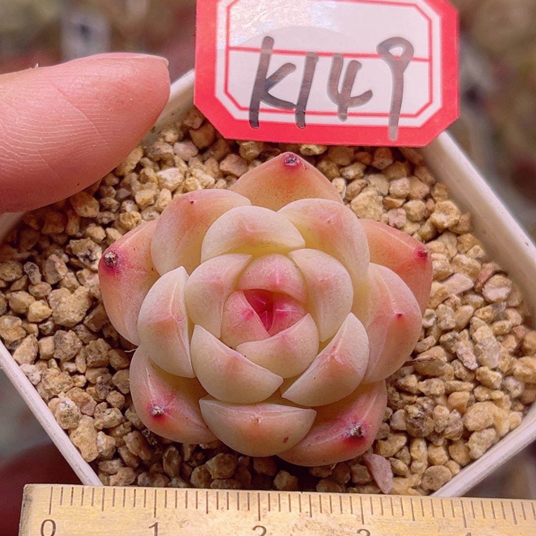 K149 一物一拍 玩家珍妮