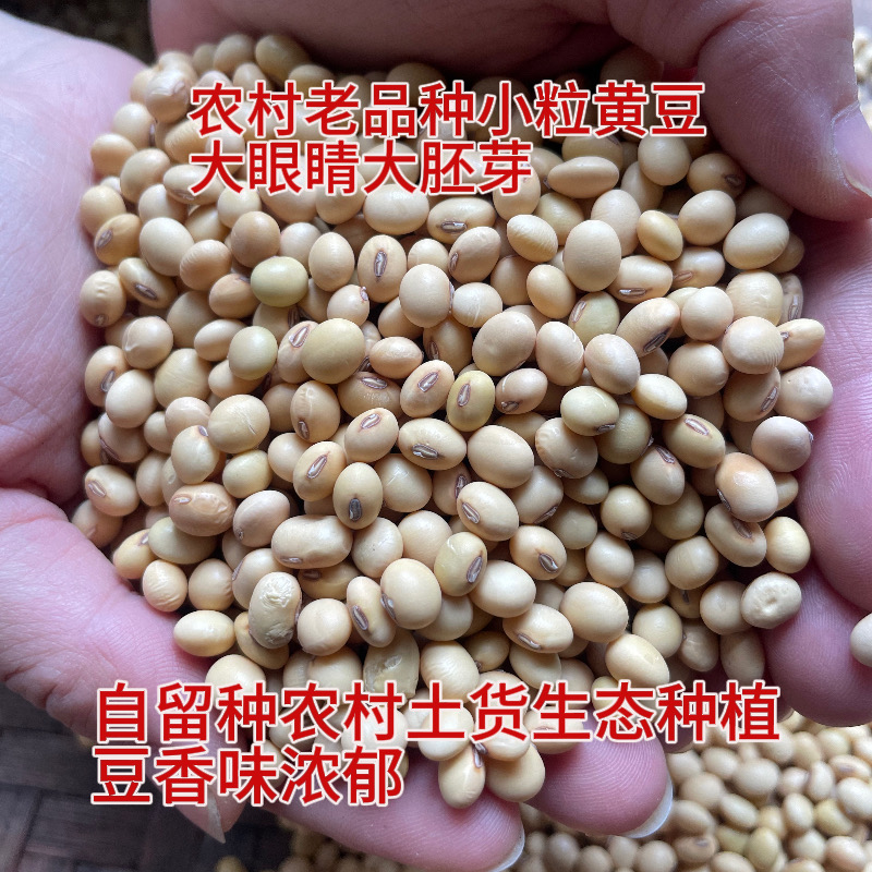农村土货新黄豆广西老品种正宗小粒黄豆自留种深山种植豆味浓郁