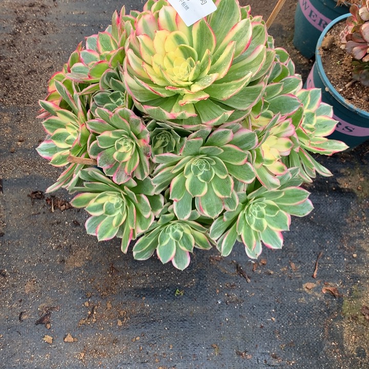 1205海仙多肉植物特价