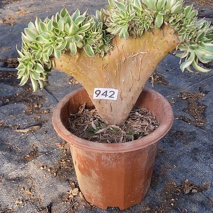 942燕姿锦缀化老板子