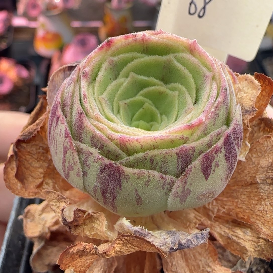 L257半城玫瑰枚法