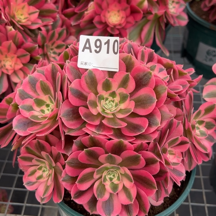 910女巫20厘米左右