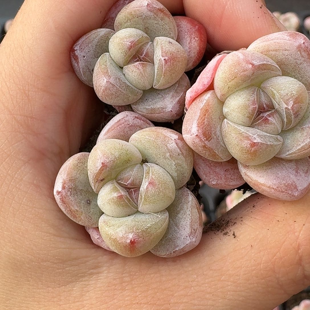 01号到手15颗，小灵玉