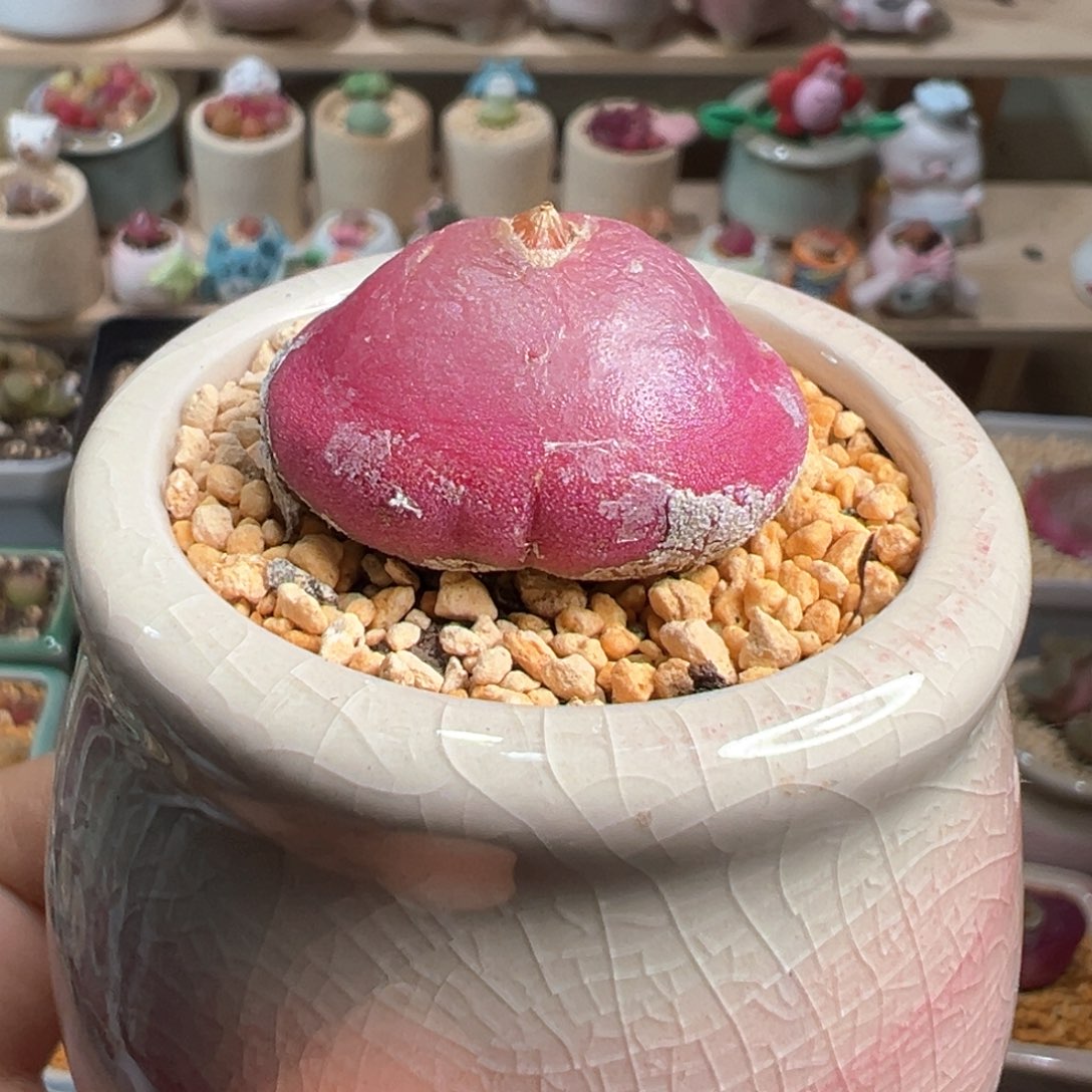 多肉植物176号大灯泡2.9厘米