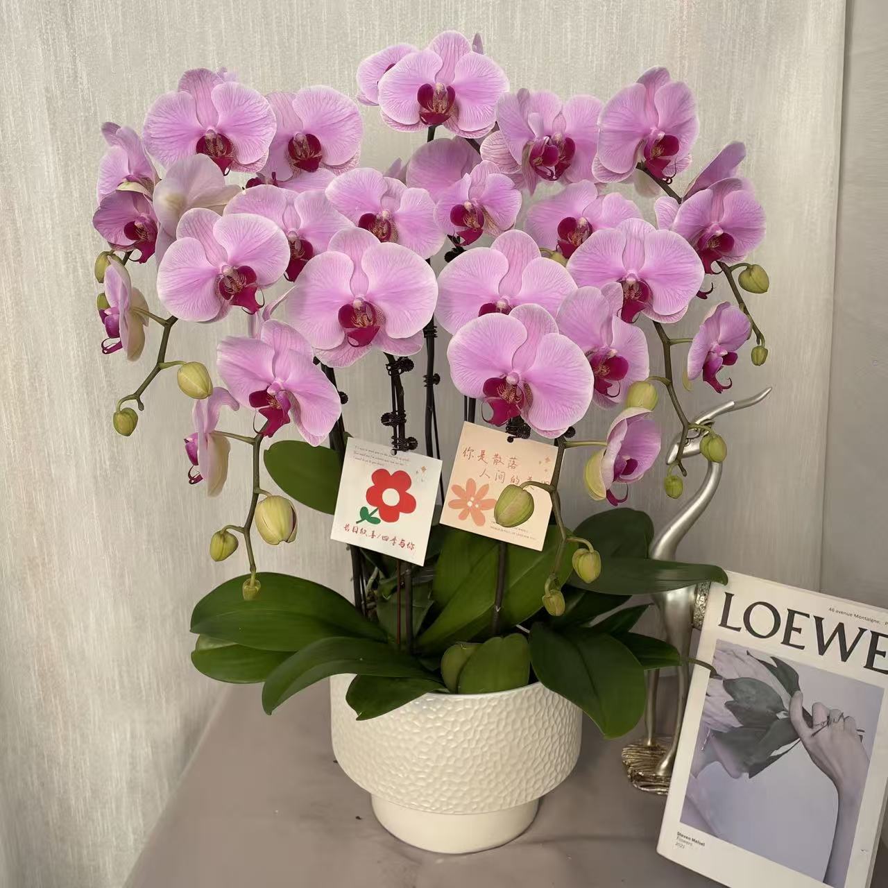 《粉冠军》3.0寸杯双植料精品蝴蝶兰 浅粉色系 室内花花