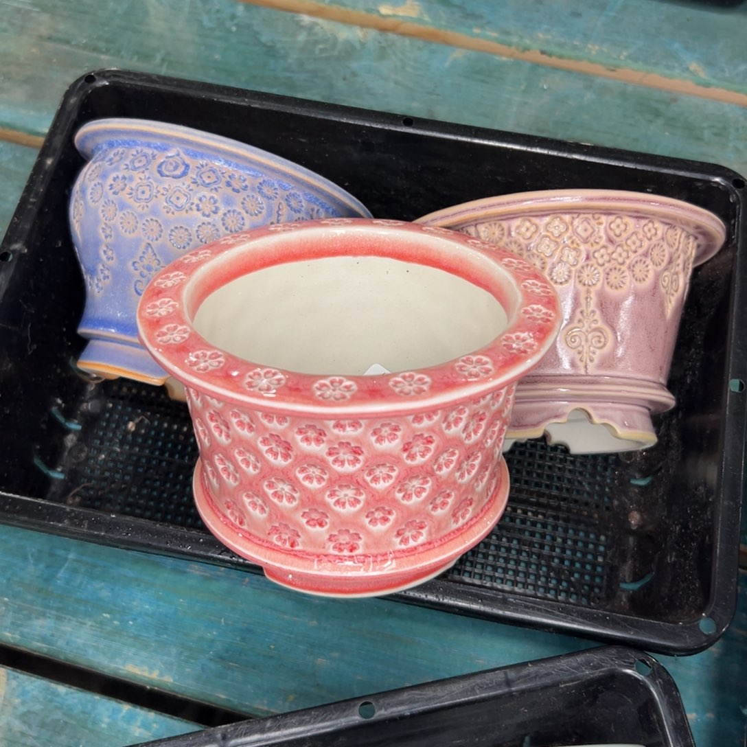 多肉一物一拍0115/52