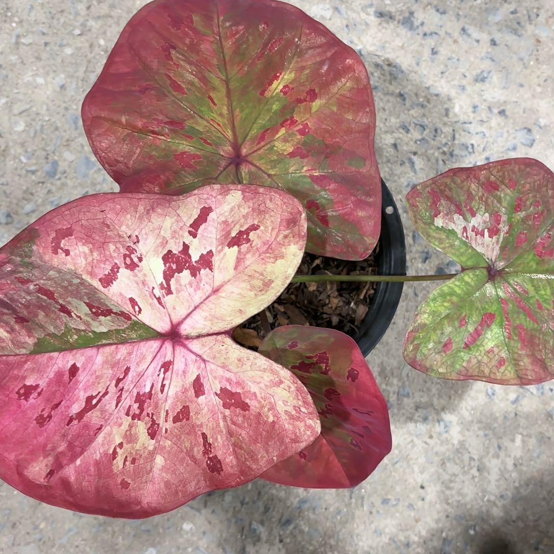 356-0116Rose彩叶芋泰国发货