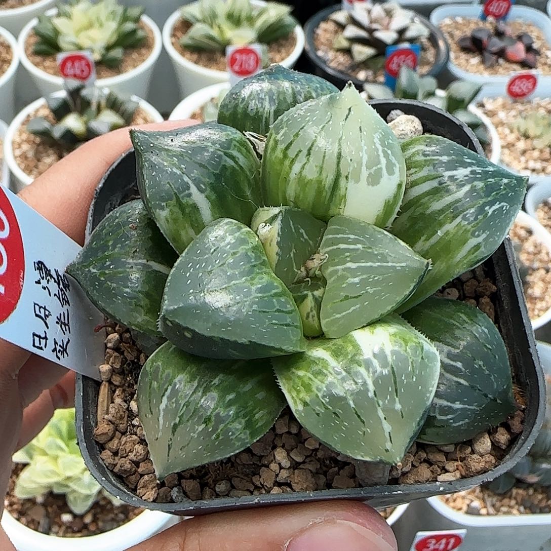 180号日月潭实生锦6.5左右一物一拍带盆土