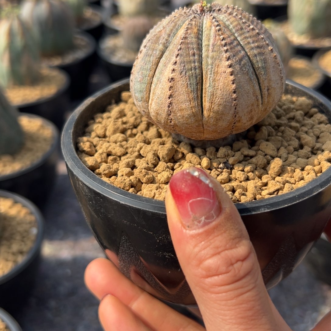 布纹wwwwwwwwwwwwww