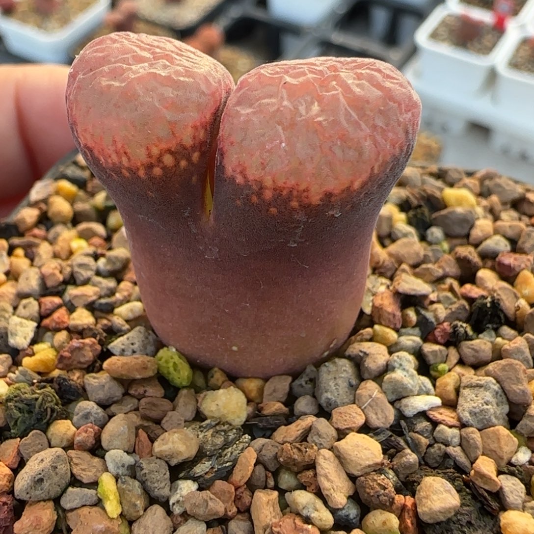 *****多肉植物大风256号