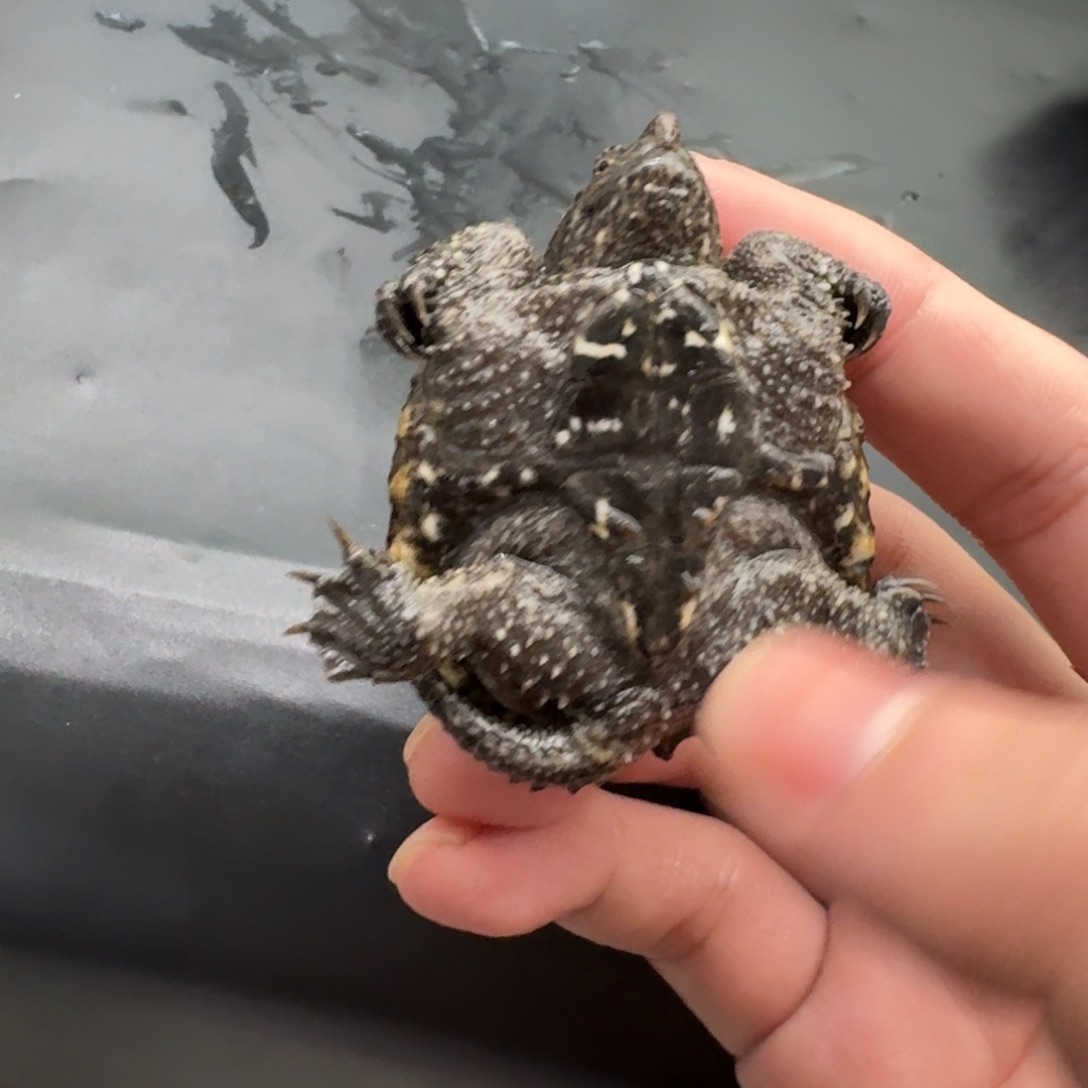 不分公母小鳄龟1111