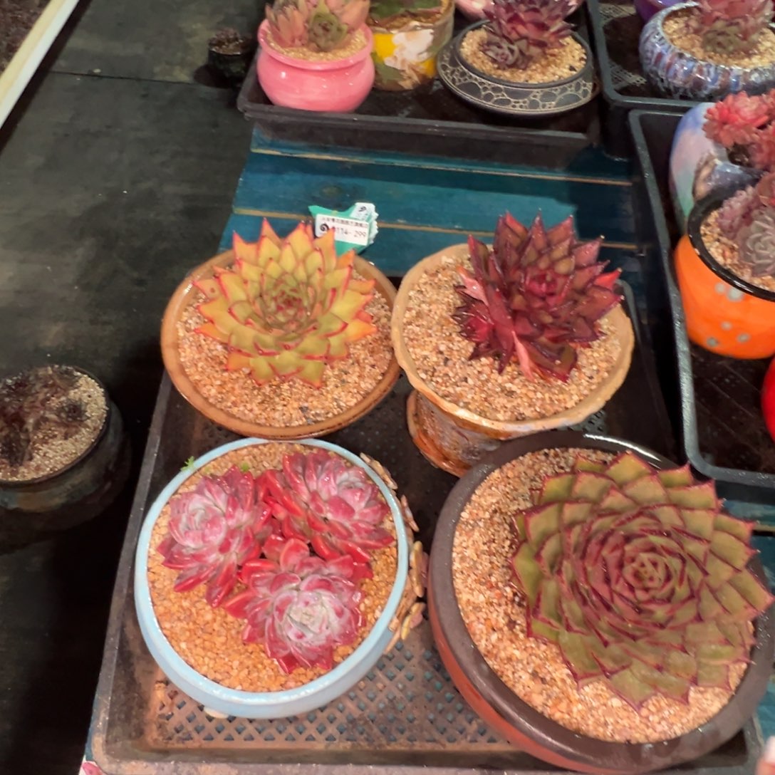 从前慢多肉精选编号0114.299