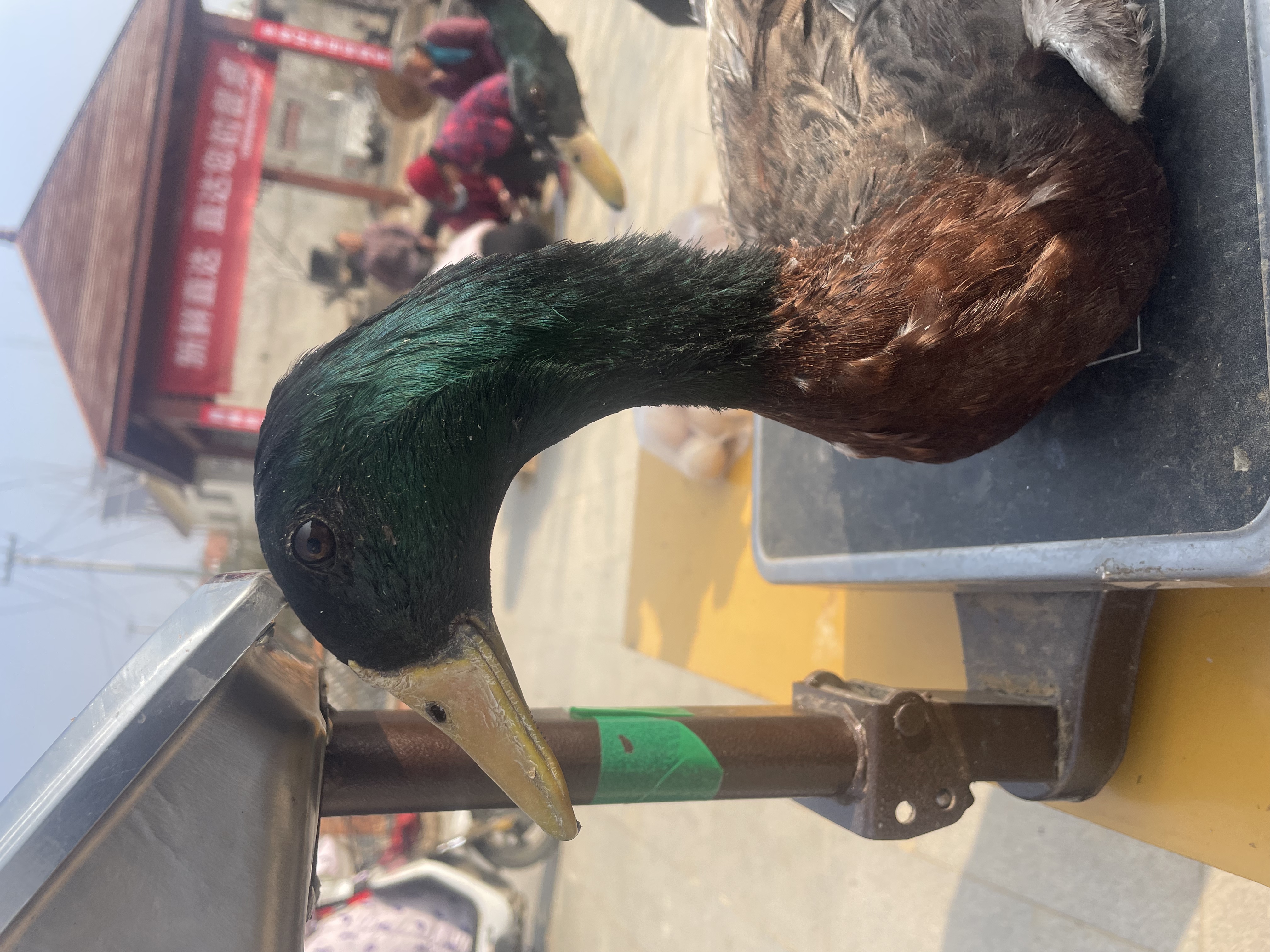 沂蒙山脚下农家散养溜达鸳鸯鸭