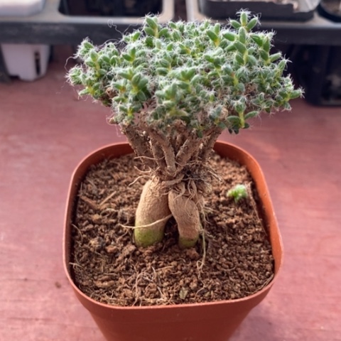 姬红小松7仙人球